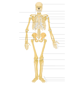 skeleton