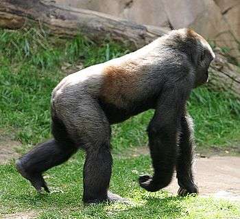 A Western Lowland Gorilla knuckle-walking